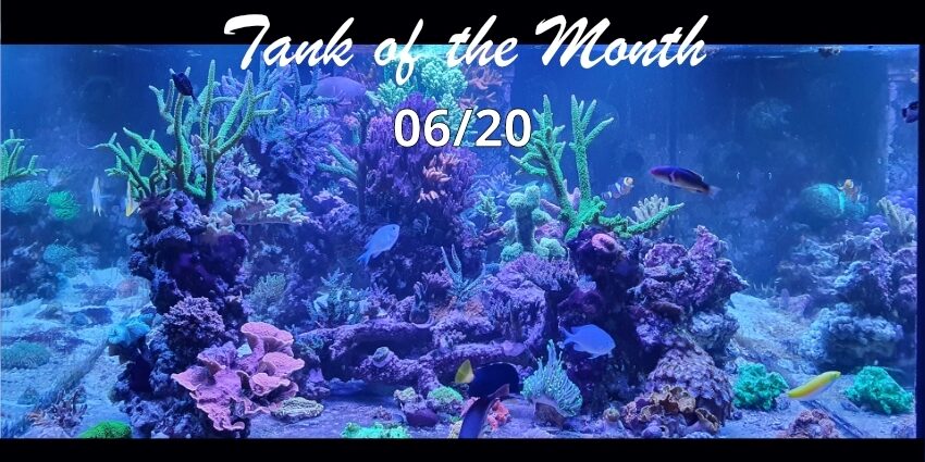 Tank Of The Month Totm June Ghl Advanced Technology