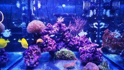 Illuminare un acquario marino — Reef Aquarium.it